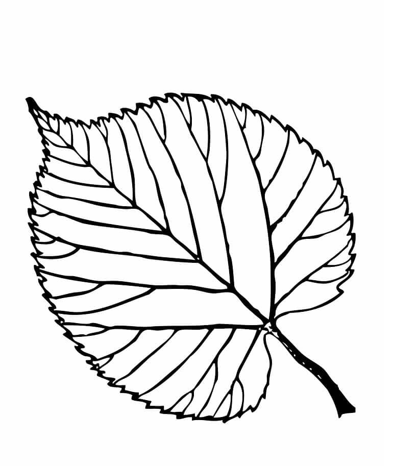 Basswood Leaf