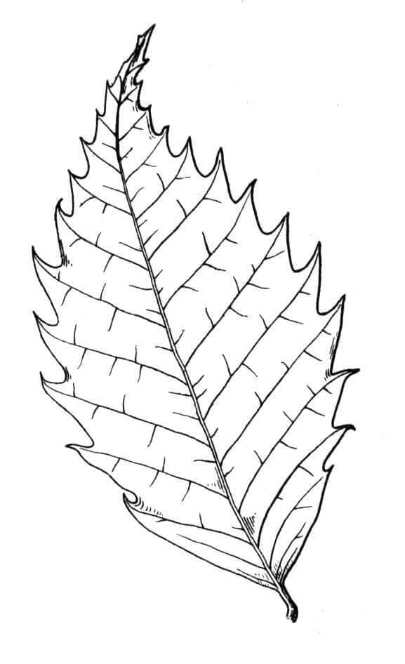 Chestnut Tree leaf