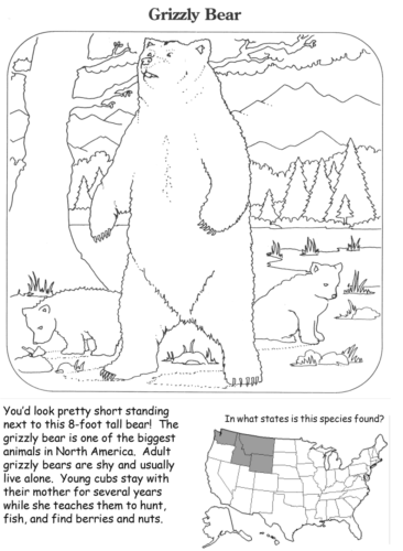 Grizzly Bear coloring pages