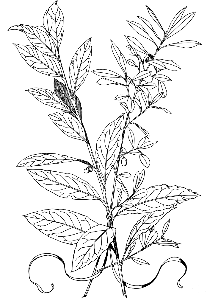 Olive tree leaves coloring page
