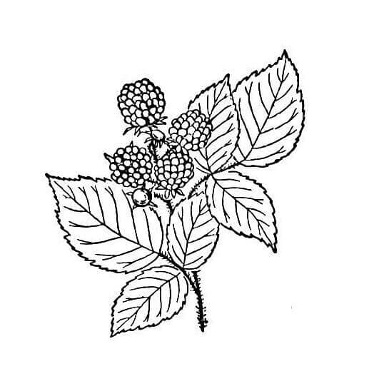 Raspberry with the leaves