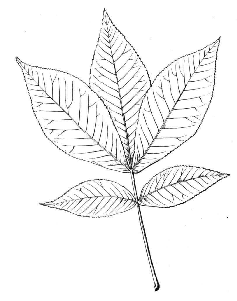 Shagbark Hickory Leaf coloring page