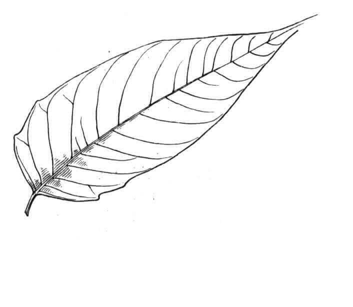 Tree of Heaven Leaf coloring page