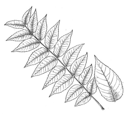 Walnut Leaf