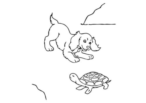 Dog plaing with a turtle