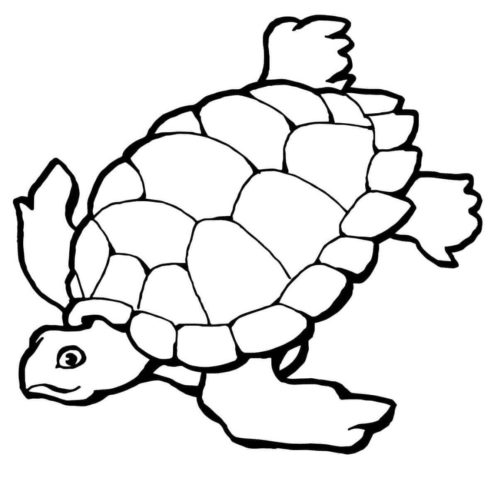 Free printable turtle coloring pages