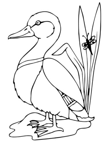 Mallard Duck coloring sheet