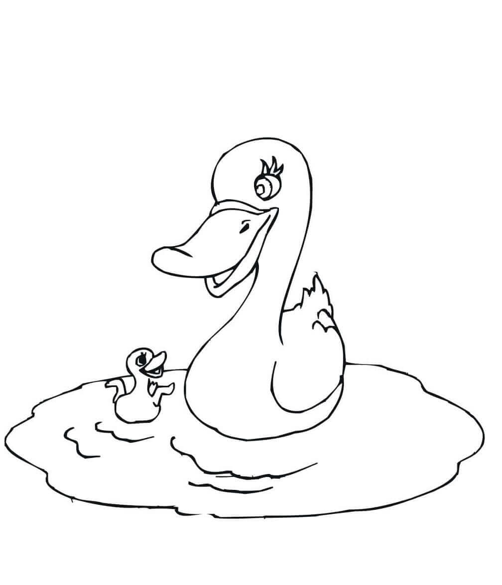 Mama duck swimming with baby duck