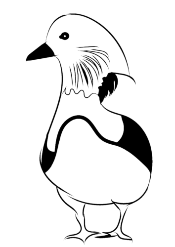 Mandarin Duck coloring page