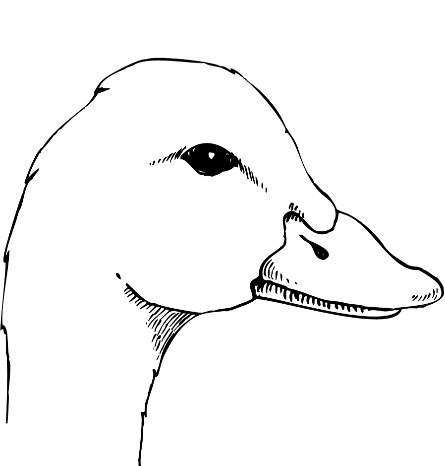 Realistic duck coloring pages
