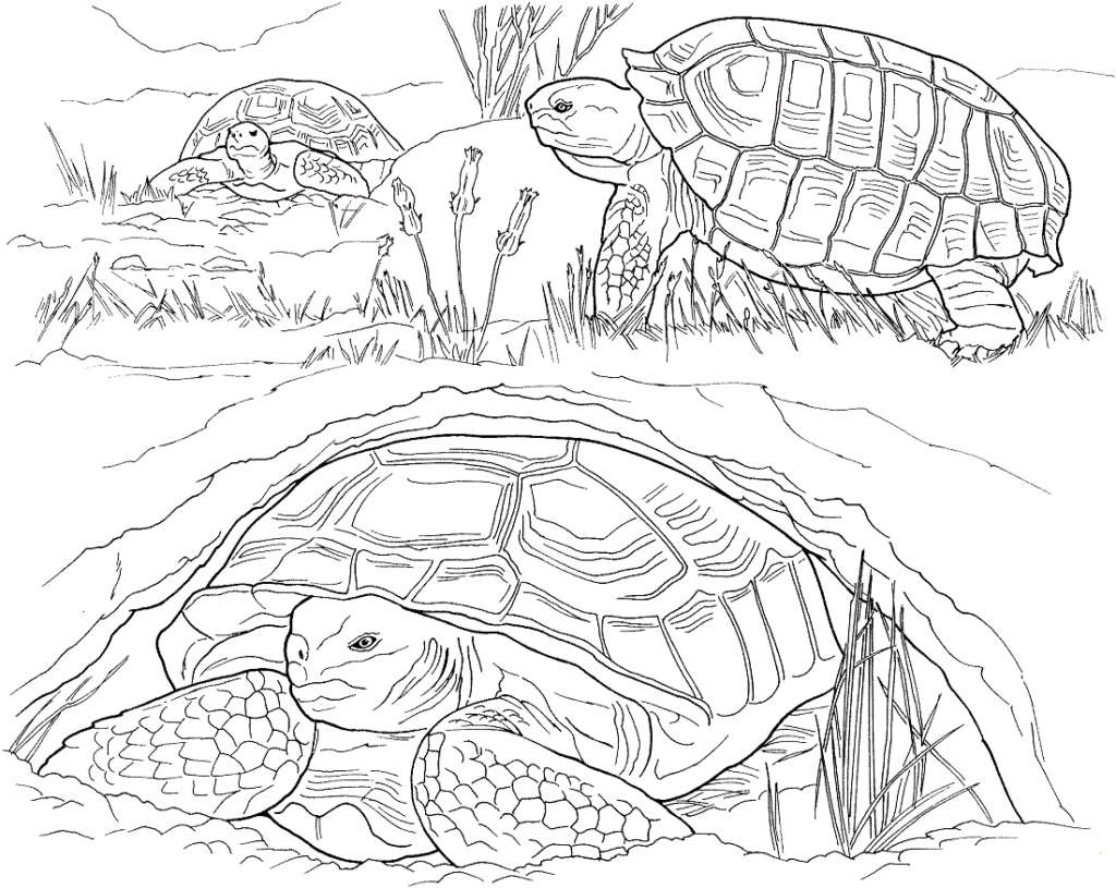 35 Free Turtle Coloring Pages Printable