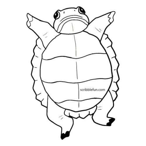 Turtle stretching