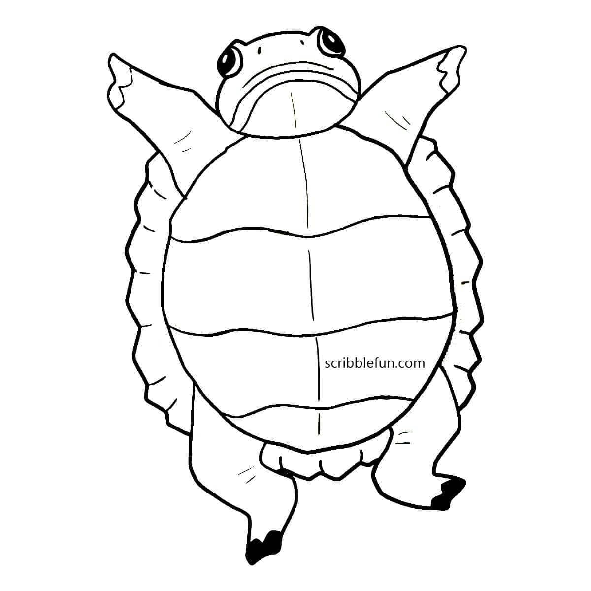 35 Free Turtle Coloring Pages Printable
