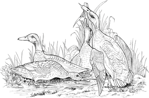 Wild duck coloring pages